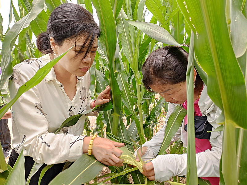 省植保站專家深入臨渭區檢查指導玉米病蟲害監測與防控工作
